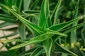 Juicy green prickly aloe leaves. Aloe vera is the best natural herbal remedy for wound healing and...