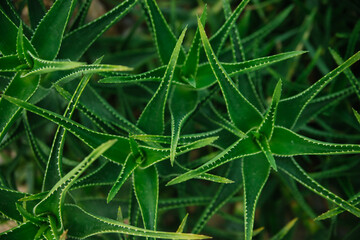 Juicy green prickly aloe leaves. Aloe vera is the best natural herbal remedy for wound healing and...