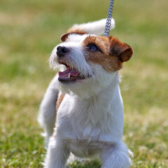 A small tan and white Jack Russell Terrier in the ring at a dog show, , close up looking up at owner, showing movement, expression and personality