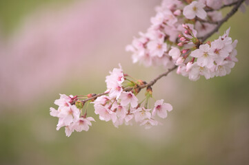 日本の桜