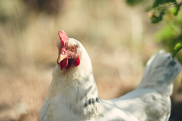 Poules en espace naturel