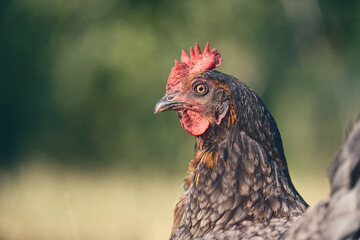 Poules en espace naturel