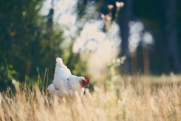 Poules en espace naturel