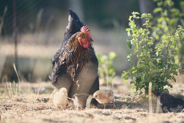 Poules en espace naturel © Stéphane Galonnier