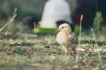 Poules en espace naturel