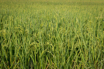 green rice fields are blooming