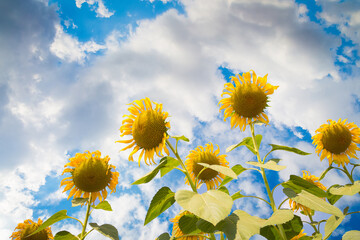 Sunflowers field landscape close-up on a background of blue sky
