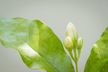 Obraz premium Jasmine flowers in the garden emit a scent