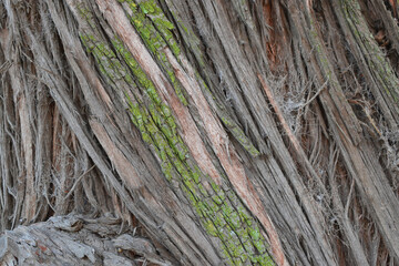 trunk and bark of eucalyptus tree