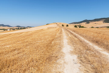 Path between harvested cereal fields. Food crisis

