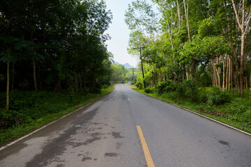 Road in the forest