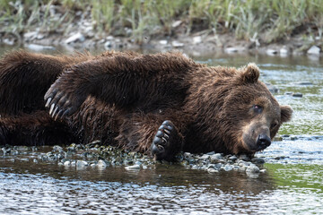 Obraz na płótnie Canvas Alaskan brown bear taking a nap