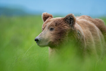 Alaskan brown bear at McNeil River