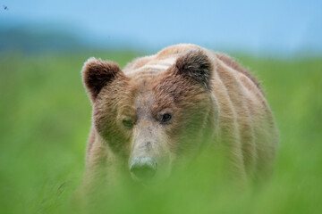 Alaskan brown bear at McNeil River