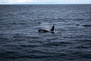 Fototapeta premium Orca in the northern arctic ocean