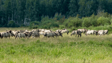 Tarpan horses in nature. Wild horses. Wildlife and nature background. Herd of wild horses Tarpan on the pasture.
