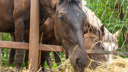Fototapeta premium Horses eating fresh hay between the bars of an wooden fence. Group of purebred horses eating hay on rural animal farm.