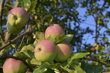 apples on tree