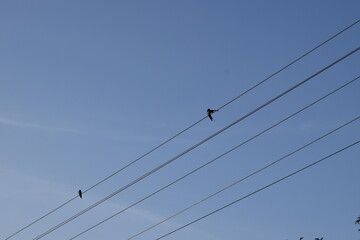 birds on wires