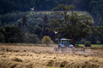 Tractor in field with flicking seagull&rsquo;s 