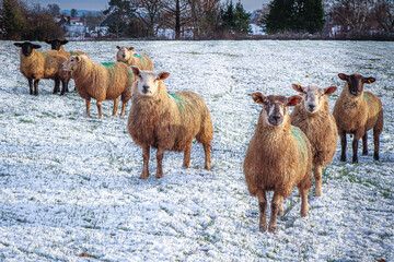 Sheep in the snow Herefordshire 