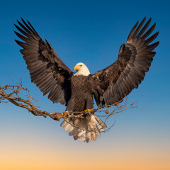 American Bald Eagle Sunset