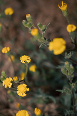 yellow flowers on a branch