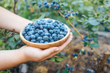 Wooden plate with blueberries in female hands