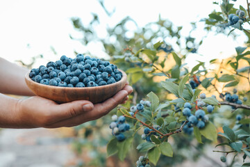 Wooden plate with blueberries in female hands