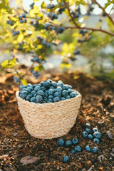 Fototapeta na wymiar Blueberries in a basket against the background of a bush with berries