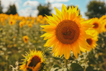 Fototapeta premium Honey Bee pollinating sunflower. Sunflower field in background. Selective focus.