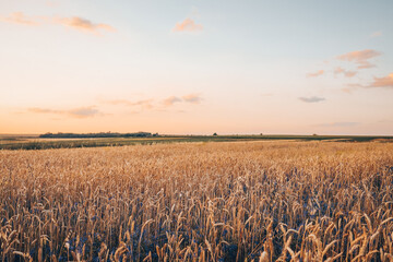 Wildflowers growing at the edge of a wheat field against the backdrop of a beautiful sky during sunset
