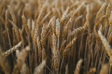 Fototapeta premium ears of wheat on the field a during sunset. wheat agriculture harvesting agribusiness concept. walk in large wheat field. large harvest of wheat in summer on the field landscape lifestyle