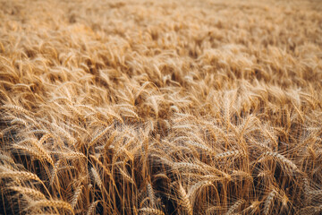 ears of wheat on the field a during sunset. wheat agriculture harvesting agribusiness concept. walk in large wheat field. large harvest of wheat in summer on the field landscape lifestyle