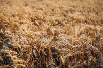Wheat Field. Ears of wheat close up. Harvest and harvesting concept.
