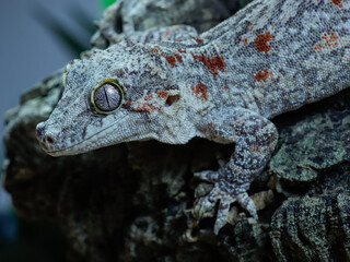 red and white lizard gecko rhacodactylus