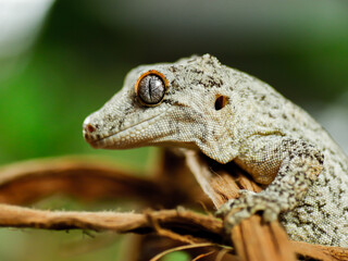 black and white lizard gecko rhacodactylus © ukasz