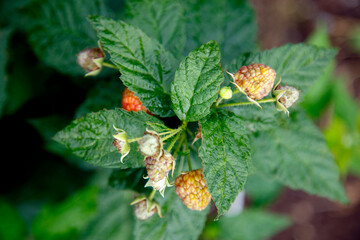 Fresh organic red raspberries. Composition with non-gmo red raspberries on the table. The concept of health, non-gmo products, clean ecological food.