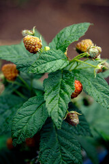 Fresh organic red raspberries. Composition with non-gmo red raspberries on the table. The concept of health, non-gmo products, clean ecological food.