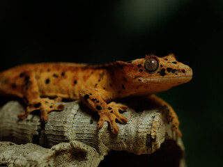 big lizard crested gecko on the grass
