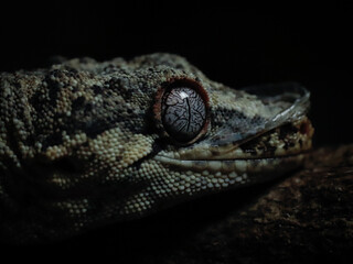black and white lizard gecko rhacodactylus