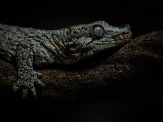 Obraz premium black and white lizard gecko rhacodactylus