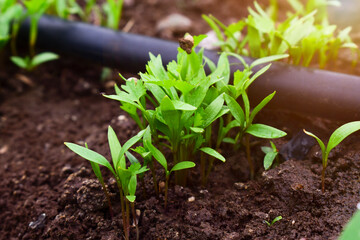 Close up fresh growing green coriander (cilantro) leaves in vegetable plot