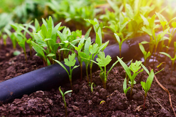 Close up fresh growing green coriander (cilantro) leaves in vegetable plot