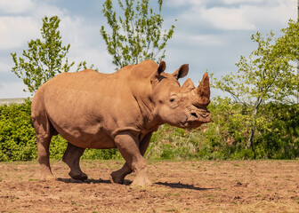Fototapeta premium Rhino Run