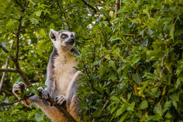 lemur on tree