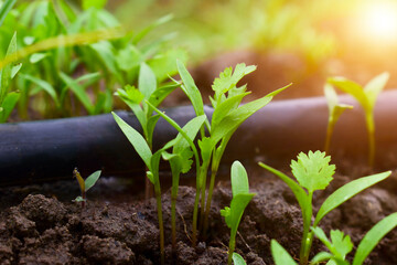 Close up fresh growing green coriander (cilantro) leaves in vegetable plot