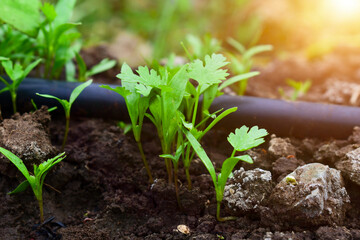 Close up fresh growing green coriander (cilantro) leaves in vegetable plot