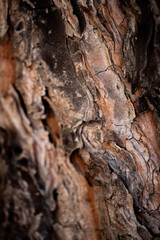 bark of a tree