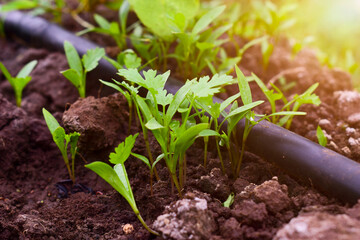Close up fresh growing green coriander (cilantro) leaves in vegetable plot